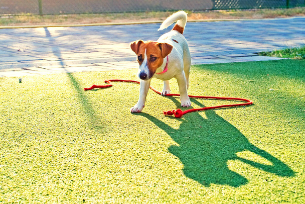 feliz cachorro jack russell jugando con una cuerda roja en la hierba contra el sol - Foto, Imagen