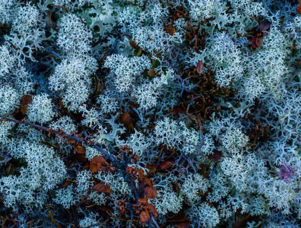 Arctic reindeer lichen growing in the highlands. Close up . High quality photo - Photo, Image
