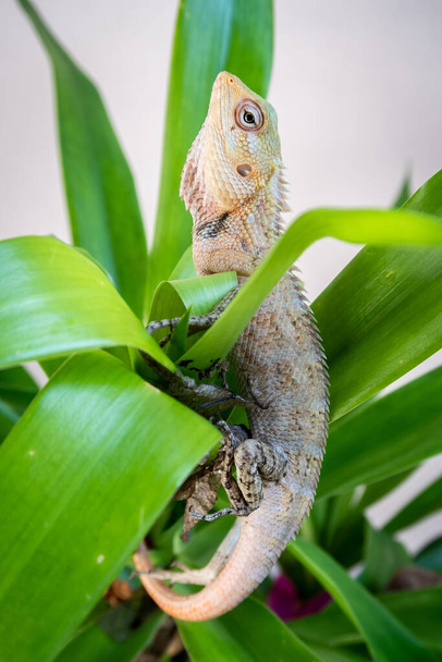 The oriental garden lizard, eastern garden lizard, bloodsucker or changeable lizard (Calotes versicolor) sitting among vivid green tropical leaves, Maldives. - Foto, Imagem
