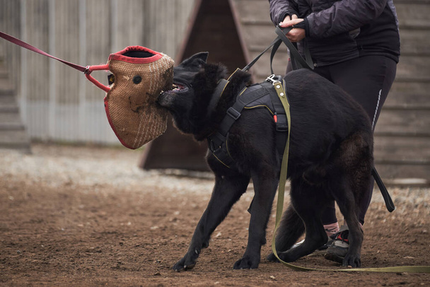 Large male black German shepherd of working breeding bites canine sleeve with strong strong teeth. Sports training dog Playground in kennel of service German shepherds. Charming high bred dog. - Photo, Image