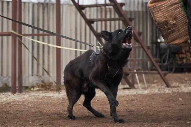 Charmanter großer schwarzer Schäferhund aus Arbeiterzucht steht auf dem Trainingsplatz, bellt und wartet auf den Unterricht mit Trainer. Sport mit Hund im Schäferstall. - Foto, Bild