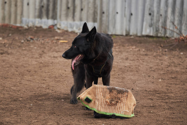 作業繁殖の大規模な男性黒ドイツの羊飼いは彼の大きな柔らかい犬ぞりの枕を守る。スポーツトレーニング犬サービスドイツの羊飼いの鐘で遊び場。魅力的なハイブレッドの犬. - 写真・画像