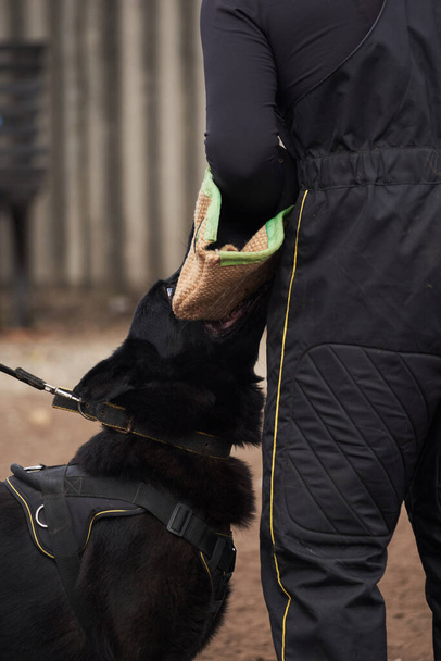 Fekete nagy német juhász dolgozó tenyésztés harap a kutya ujját a kezét edző. Tanfolyamok a sport és a kiképző kutya játszótéren. A segítő kutyafajták képzése. - Fotó, kép