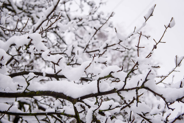 Rama cubierta de nieve del árbol. - Foto, Imagen