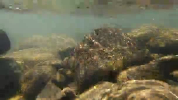 Kamera wird langsam unter Wasser des flachen Flusses abgesenkt und am Grund installiert - Filmmaterial, Video