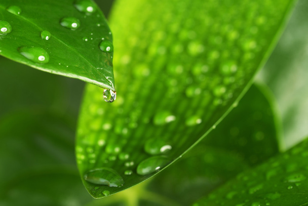 Green plant leaf - 写真・画像