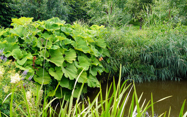 池のそばの緑の夏の植物. - 写真・画像