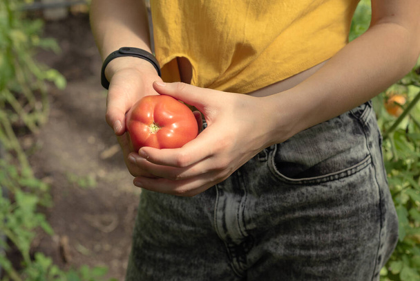 A young girl collects fresh tomatoes at the plantation. Red and yellow tomatoes in the hands. - Foto, immagini
