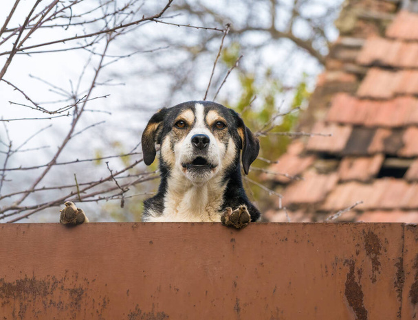 Stray dog barking over the rusted fence, in Romania - Photo, Image
