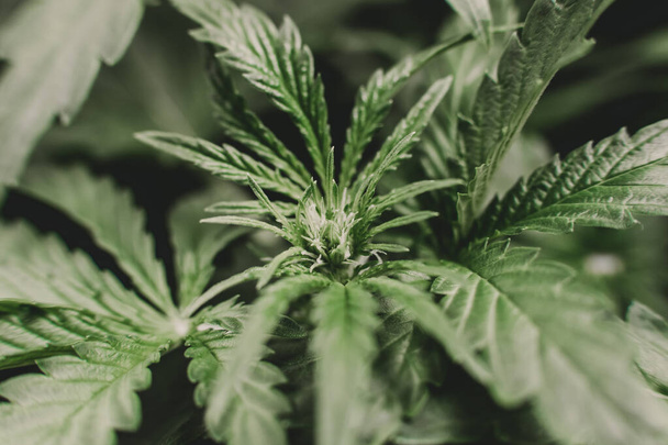 Weed Decriminalization. Green hemp background. Cannabis and marijuana Cannabidiol. Cannabis leaf legalization medical pot CBD. - Foto, Imagem