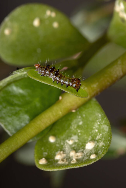 Caterpillar of the order lepidoptera eating a Common Purslane plant of the species Portulaca oleracea - Photo, Image