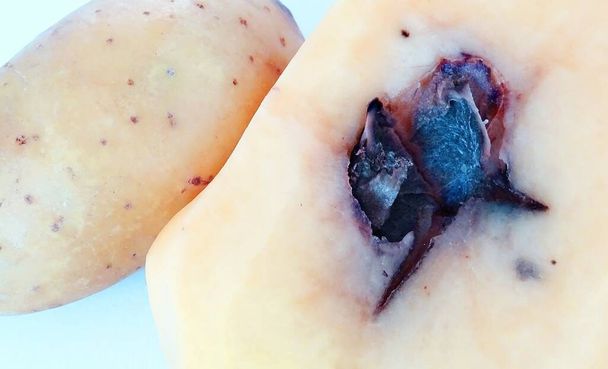 Kartoffelkrankheit, verursacht durch Phoma foveata. Pilzgangrän an das Fruchtfleisch einer Kartoffelknolle im Schnitt auf hellblauem Hintergrund - Foto, Bild