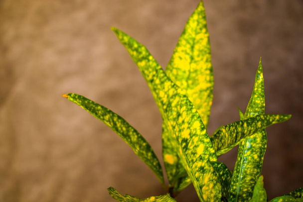 Croton plant leave close-up background, yellow and green color house plant - Фото, изображение
