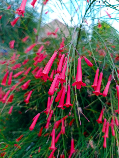 Beautiful firecracker flowers. Close up. Selective focus. - Photo, Image