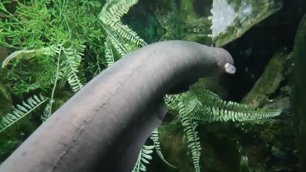 Artificial aquatic plants and moving electric eel - Footage, Video