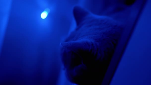 Capo del gatto britannico sullo sfondo di scintillanti ghirlande natalizie. Primo piano. 4K - Filmati, video