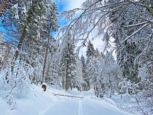 Pittoreschi baldacchini di alberi alpini in una tipica atmosfera invernale dopo forti nevicate nelle Alpi svizzere, Passo dello Schwaegalp - Canton Appenzello Ausserrhoden, Svizzera / Schweiz - Foto, immagini