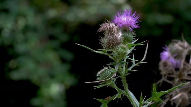 Spear Thistle (Cirsium vulgare) in natural ambient, cutting - Filmmaterial, Video