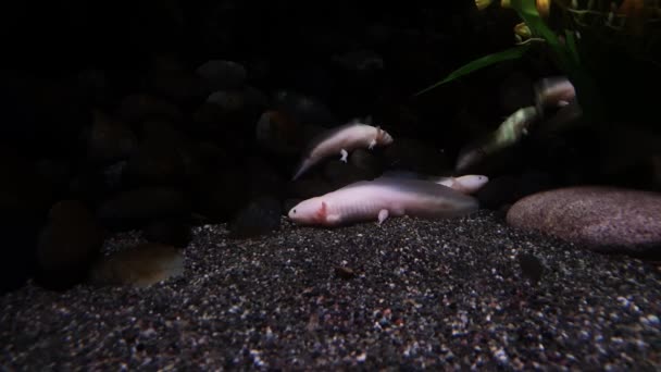 Umfalupa-Fische im dunklen Wasser - Filmmaterial, Video