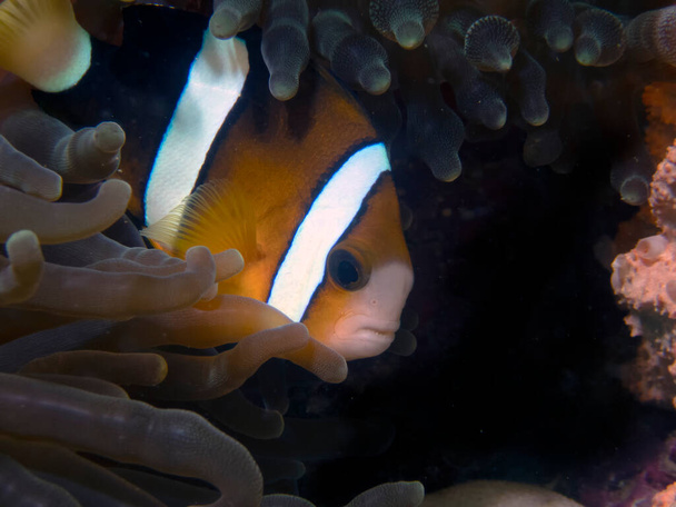 A Clark's Anemonefish (Amphiprion clarkii) - Photo, Image