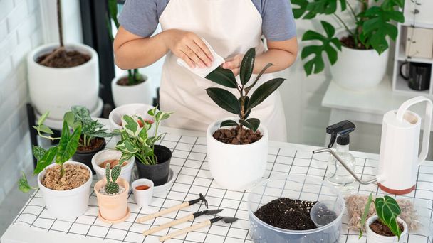 Junge asiatische Gärtnerin in lässiger Kleidung, die sich kümmert und auf dem weißen Holztisch nach Pflanzentöpfen spritzt, Konzept des heimischen Gartens und stilvolles Interieur mit vielen Pflanzen - Foto, Bild