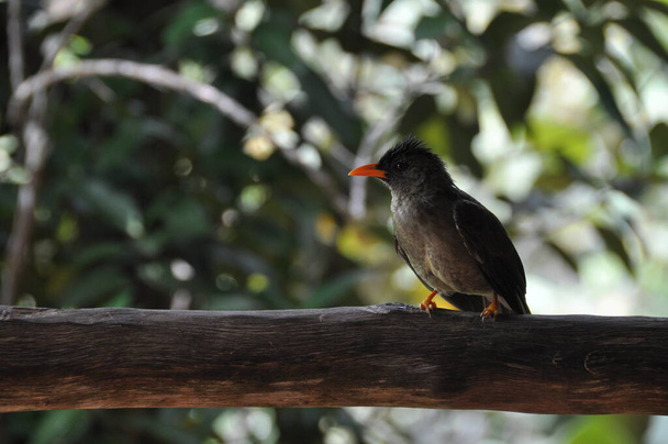 Bulbul, Pycnonotus is a genus of songbird of the Bulbul family. - Photo, Image