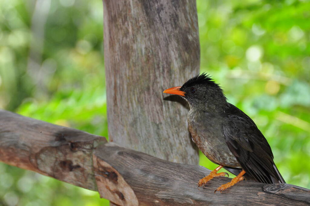Bulbul, Pycnonotus is a genus of songbird of the Bulbul family. - Photo, Image