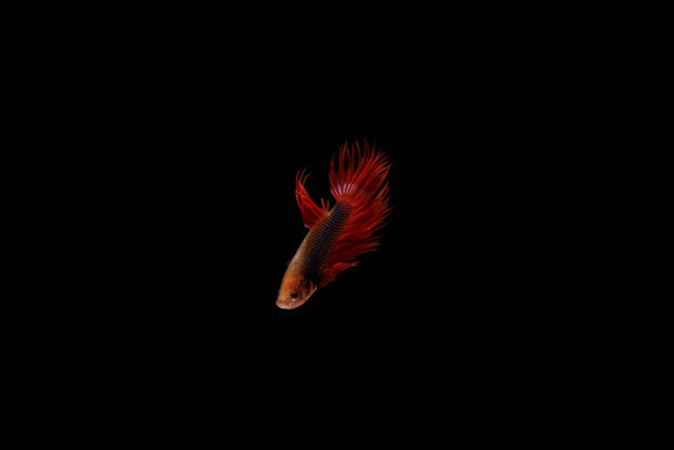 Κόκκινη Betta, Cupang, Σιαμέζικα Μαχητικά ψάρια, Serit ή Crowntail, στο Black backgroun - Φωτογραφία, εικόνα
