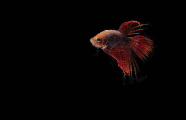 Rote Betta, Cupang, Siamesischer Kampffisch, Serit oder Kronenschwanz, im schwarzen Hintergrund - Foto, Bild