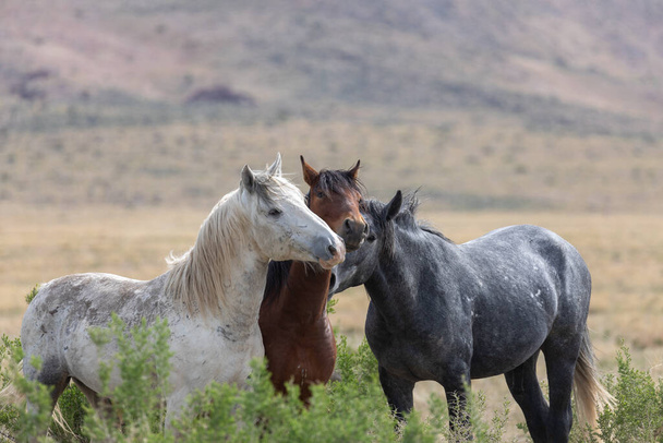 chevaux sauvages dans le désert de l'utah - Photo, image