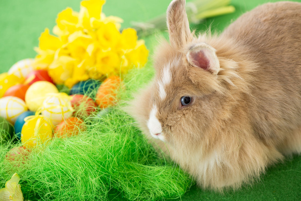 Paskalya tavşanı - Fotoğraf, Görsel