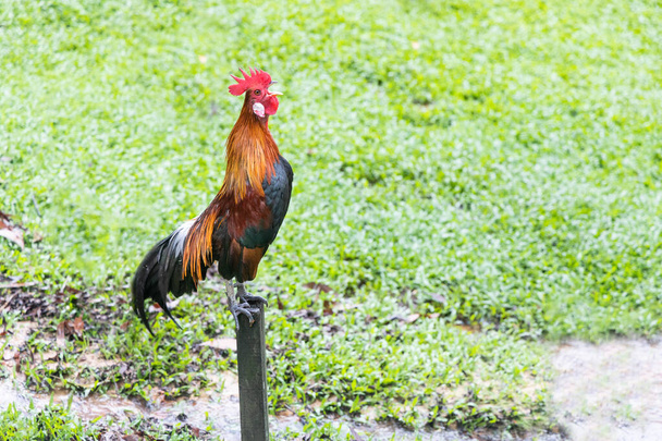 Cockerel cantando por la mañana posado sobre zancos poste - Foto, imagen
