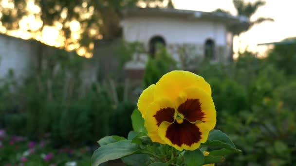Fleur naturelle de couleur noire jaune biologique présentée sur la caméra roulante prise sur fond de jardin indien. - Séquence, vidéo