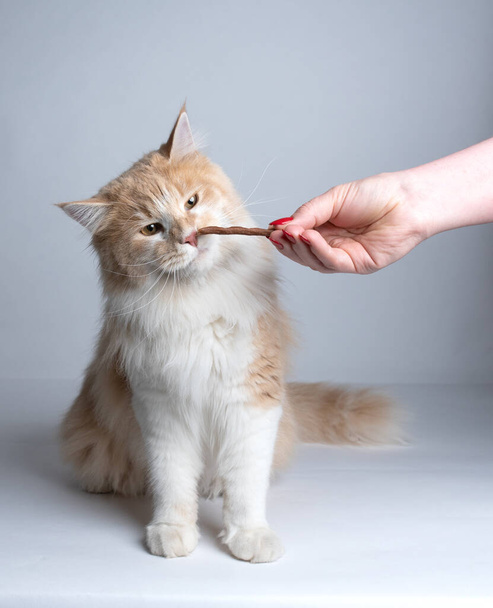 χέρι σίτιση maine ρακούν γάτα με λιχουδιές ραβδί - Φωτογραφία, εικόνα
