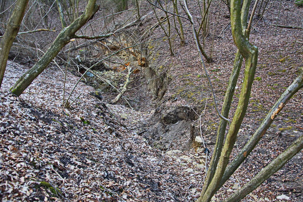 Las raíces de los árboles crecen sobre el suelo en el borde del acantilado. Problema ambiental: erosión del suelo y formación de barrancos. Raíces del árbol en el bosque de cuento de hadas de primavera. Grandes raíces de pino en madera mágica. - Foto, Imagen