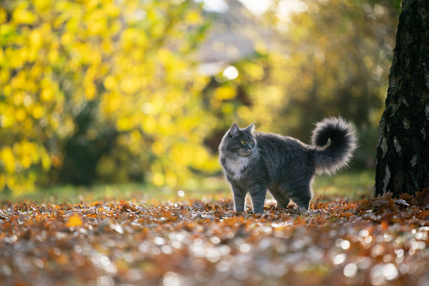 maine coon gato de pie en otoño hojas al aire libre - Foto, Imagen