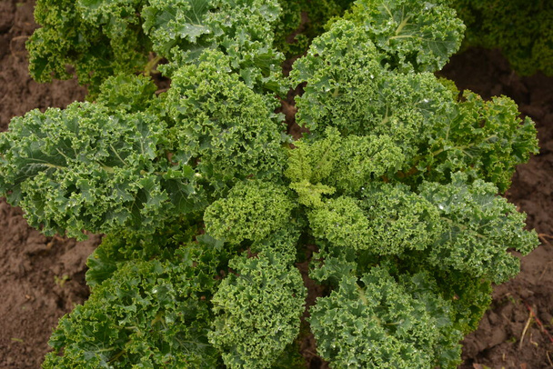 Kihara lehtikaali luonnonmukaisessa maaperässä. Lehtikaali on talvivihannes, joka kestää kylmää ja on yksi terveellisimmistä vihanneksista, joita on olemassa.. - Valokuva, kuva