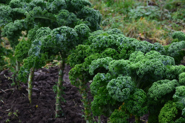 天然の有機土壌でカール。寒さに耐えることができる冬の野菜であり、存在する最も健康的な野菜の一つです。. - 写真・画像