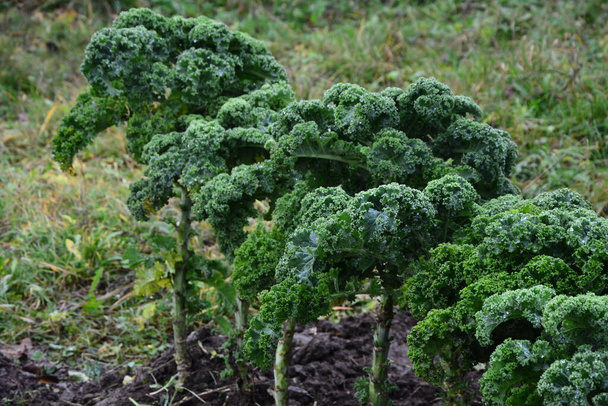 Göndör kelkáposzta természetes szerves talajon. A kelkáposzta egy téli zöldség, amely képes ellenállni a hidegnek, és az egyik legegészségesebb zöldség, ami létezik.. - Fotó, kép