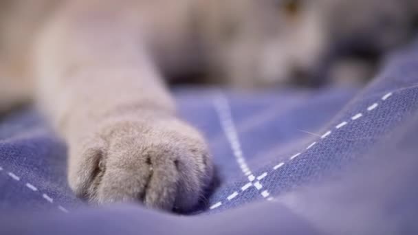 Большая серая длинная лапа спящей британской домашней кошки растянулась на кровати - Кадры, видео