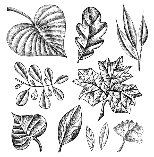 Vector illustration of hand drawn set of sketch leaves. Ink leaf. Retro and vintage style. Spring, Autumn, Fall or Summer leaves. - Διάνυσμα, εικόνα