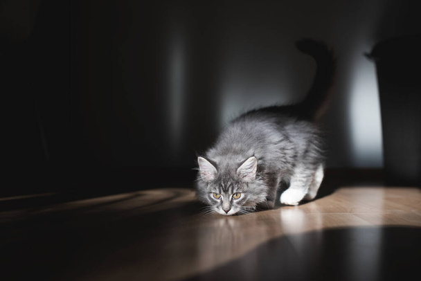 maine coon gattino odore pavimento alla luce del sole - Foto, immagini