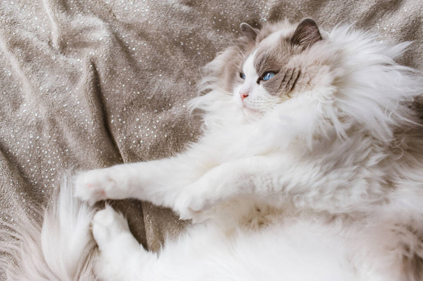 Gray relaxed cat lies on a bed. - Valokuva, kuva