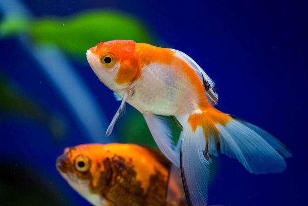 Goldfish in aquarium - carassius auratus - Foto, imagen