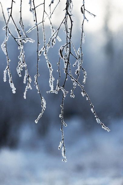 Siberia. Winter. Frost. The thin branches of the birches are covered with a thick layer of frost frost. Sometimes they look like hieroglyphs. The background is blurred. Free space for labels. - Zdjęcie, obraz