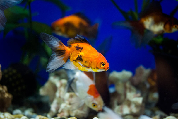 Pez dorado en el acuario - carassius auratus - Foto, imagen