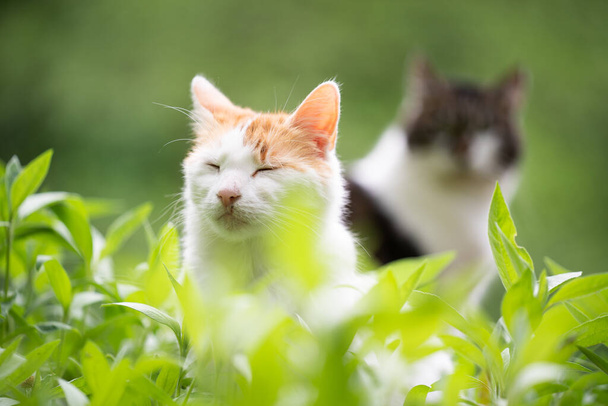 due gatti che riposano nel letto della pianta all'aperto - Foto, immagini