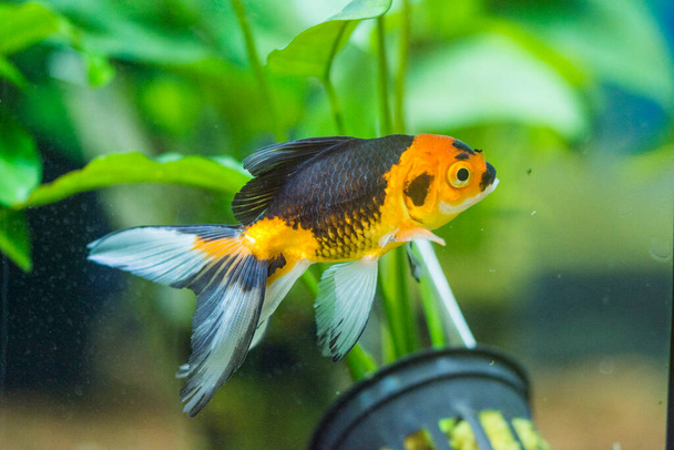Goldfish in aquarium - carassius auratus - Foto, Imagen