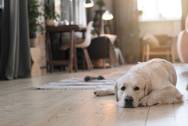Dog resting at home - Фото, зображення