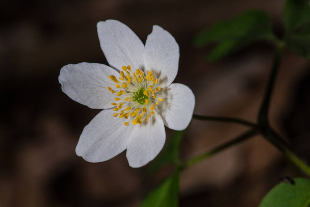 Flower of the Wood Aneo ("Цветок дерева")) - Фото, изображение